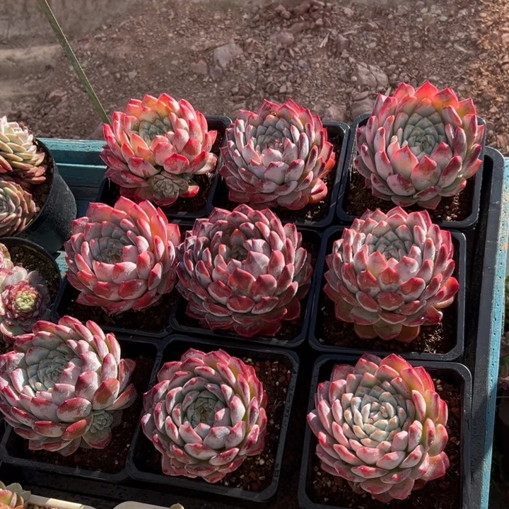 精品多肉植物老桩随机发一棵月神