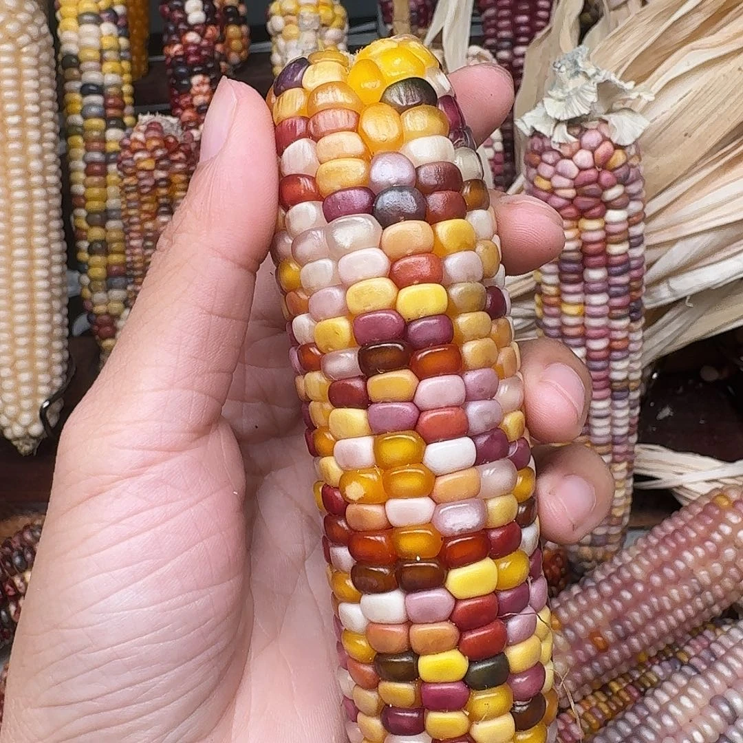 摆***.吊坠柏香籽/百香籽