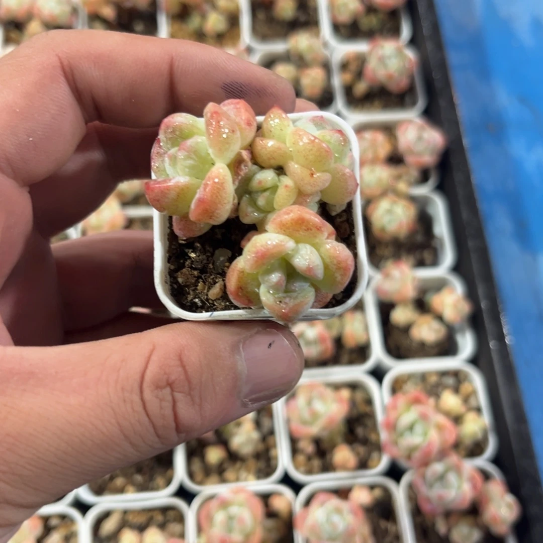 魔专拍冰玉群生多头