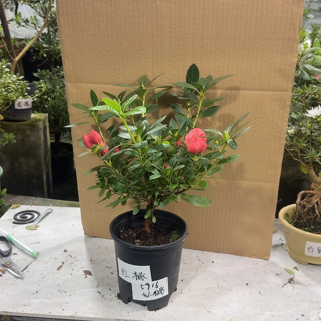 小***龚完全开放桃梅锦杜鹃花