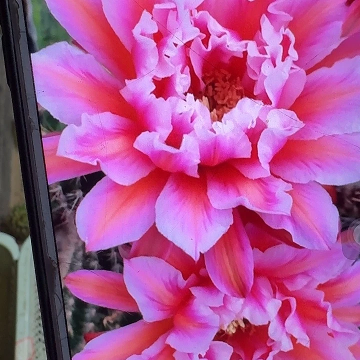 城堡侧芽4公分毛花柱