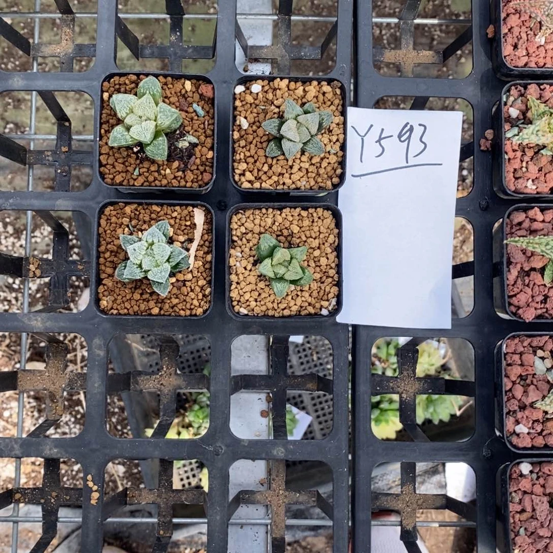 593。 补漏。   四颗美吉祥来。