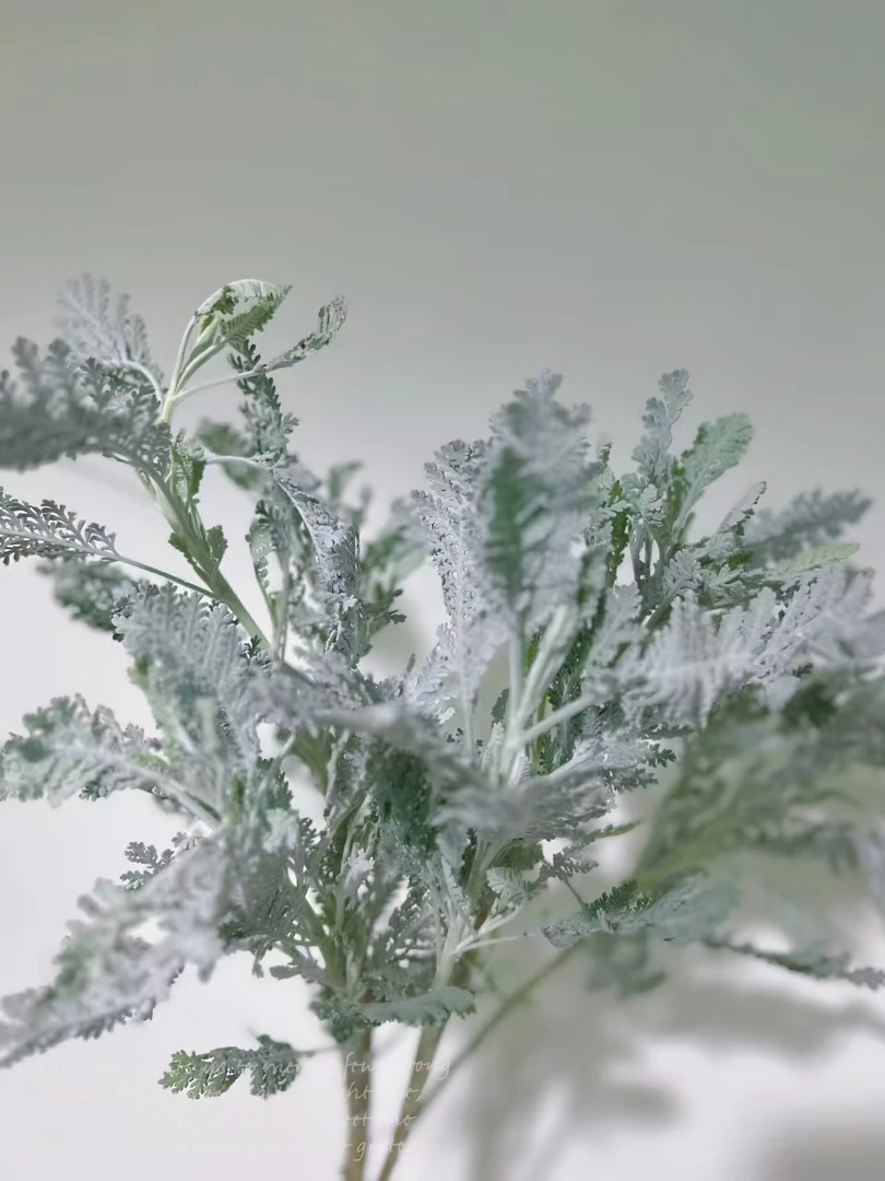 银羽菊2把  云南  基地  鲜花   水养  家养