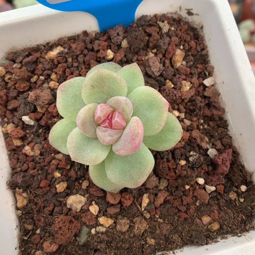 41冰玉石化多肉植物