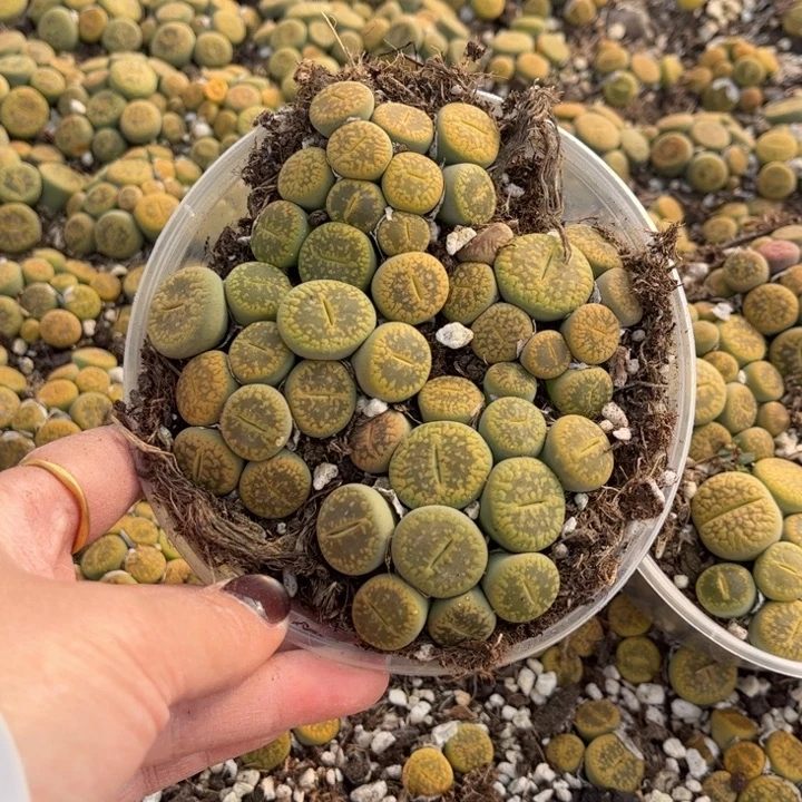 一盒黄日轮88888888