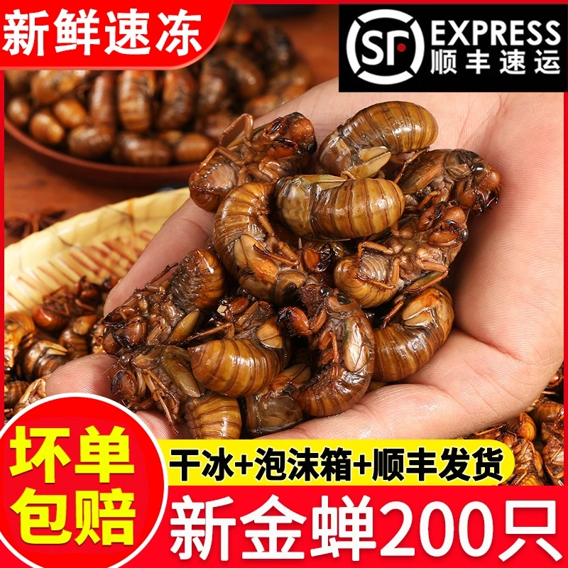 2025山东金蝉大知了猴新鲜速冻活蝉现抓爬叉油炸唐僧结了龟土新货