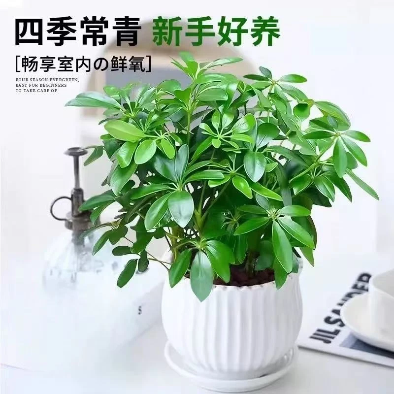 新疆包邮 鸭爪木(八方来财）天道酬勤 花盆 吸甲醛净化空气呀