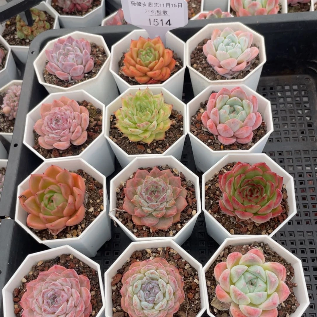 不包整散 盆子不售后1514