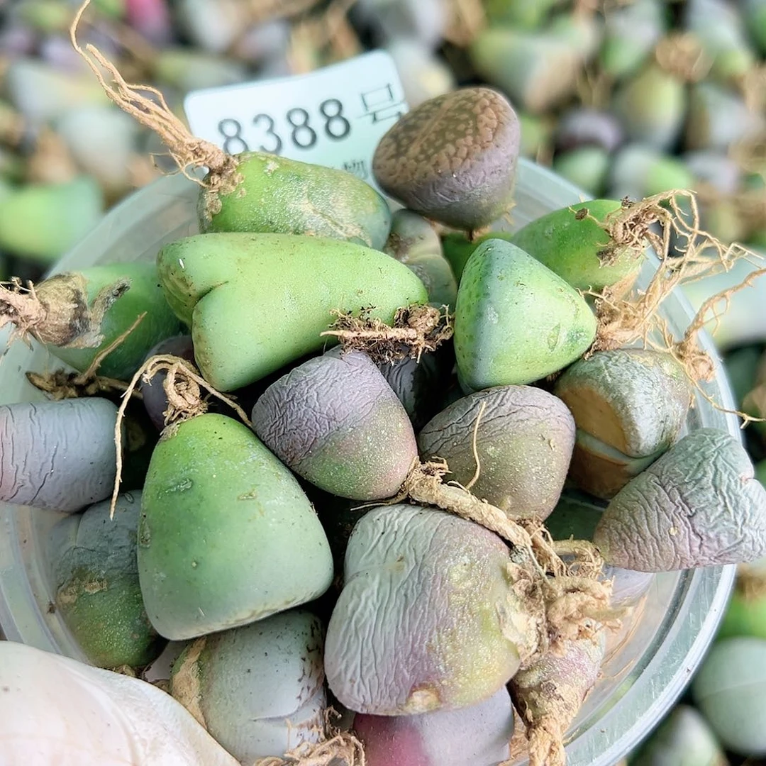 8388四年母本混合50个有瑕疵如图特价处理了