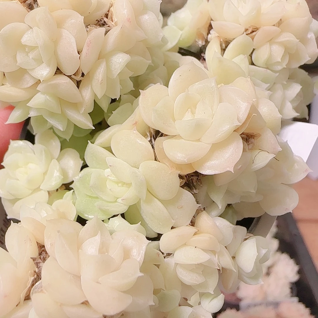 花语逸镜1123-251散