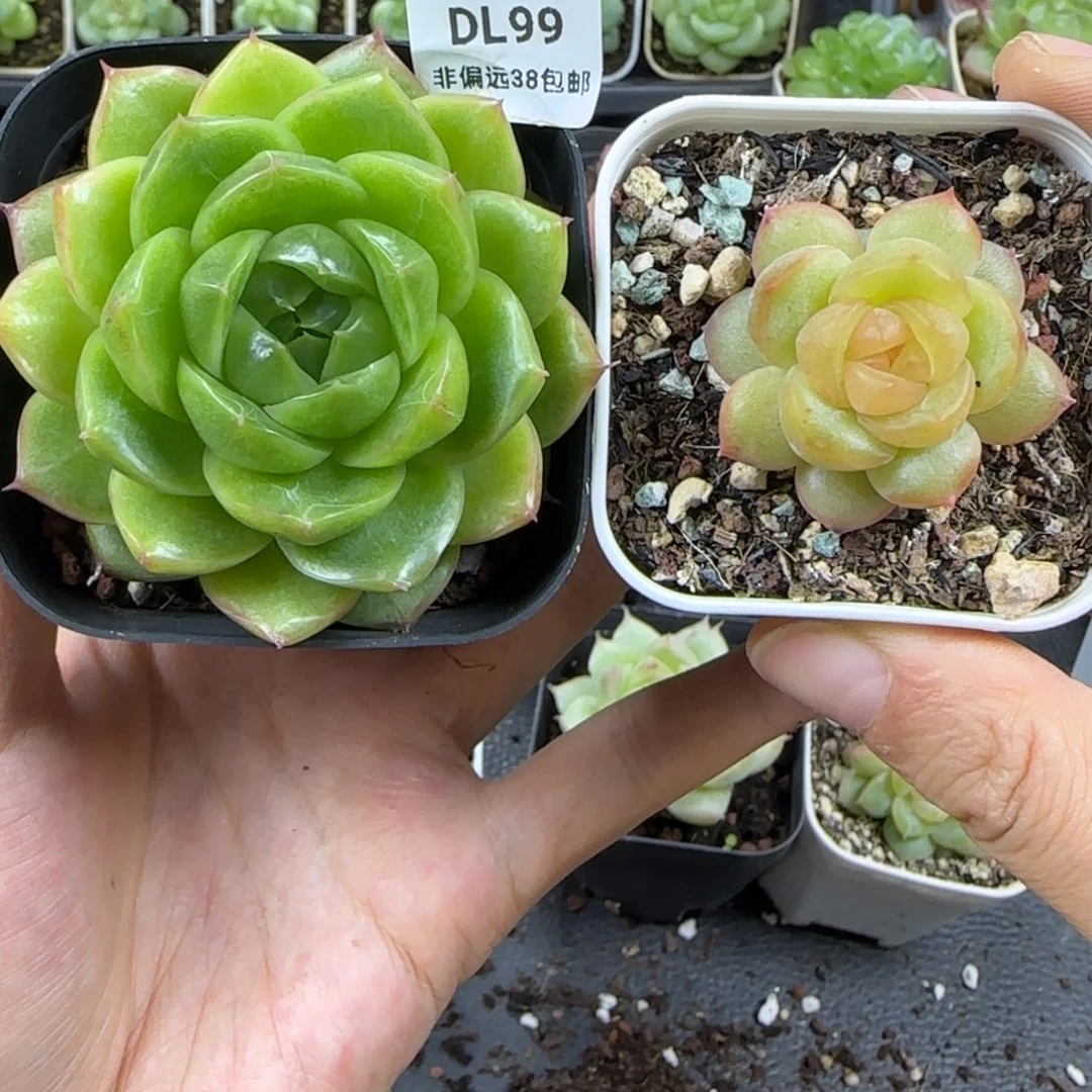 99东篱下多肉植物哈哈哈哈