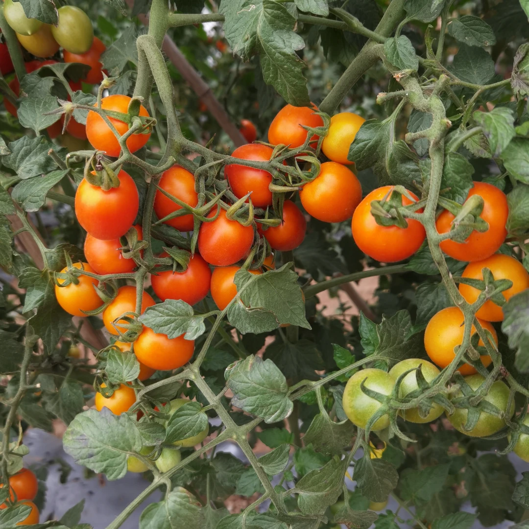 广西水果小番茄脆香甜新鲜采摘发货