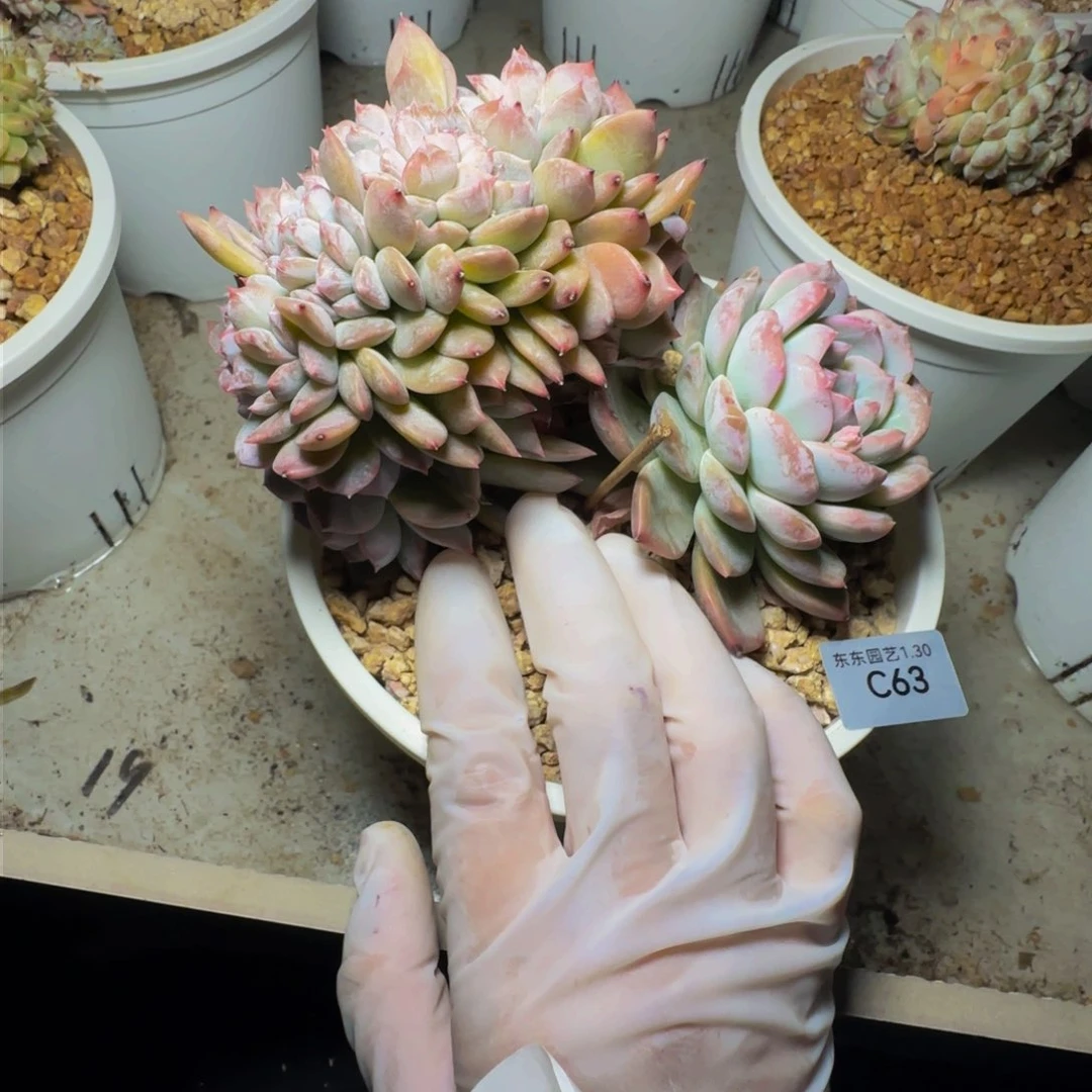 c c c c c c c c 63