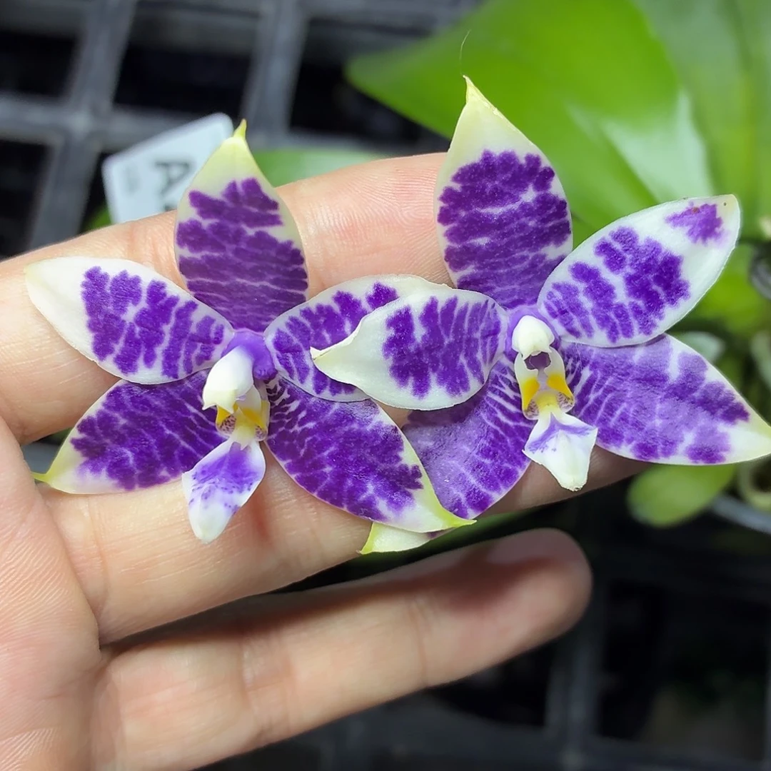 当前无花朵，栽培后可花朵A260