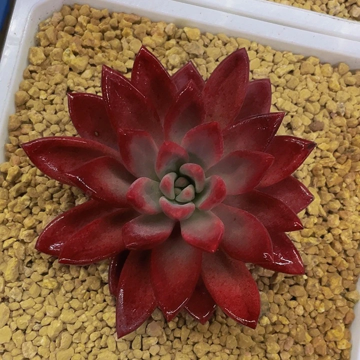 赫菲虞美人哦哦哦哦哦哦