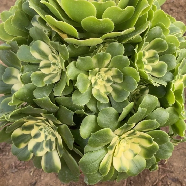 无花朵411悉尼亚多肉植物