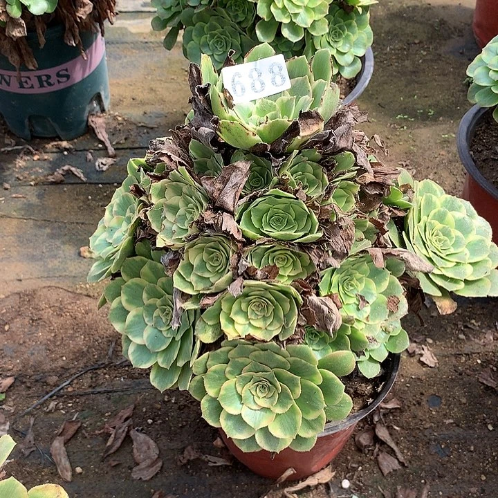 多肉植物金秋688号