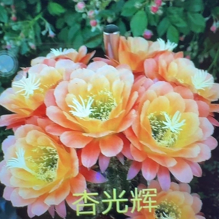 杏光辉侧芽5公分毛花柱