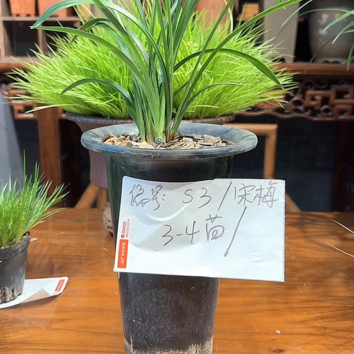 完全开放花卉种植
