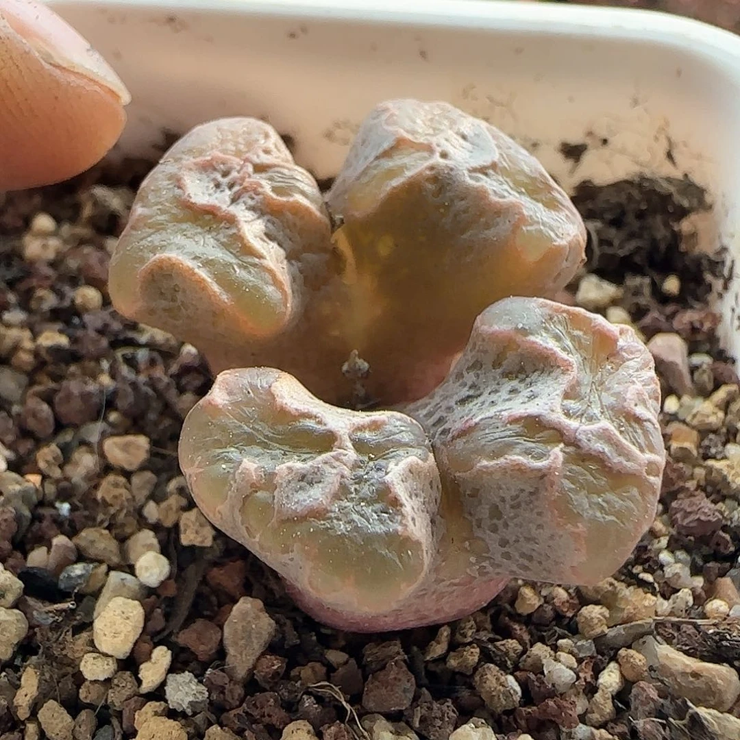 28包邮脱土发货27289