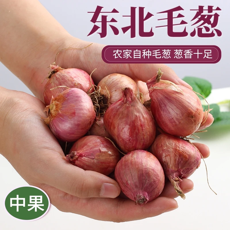 东北农家毛葱5斤