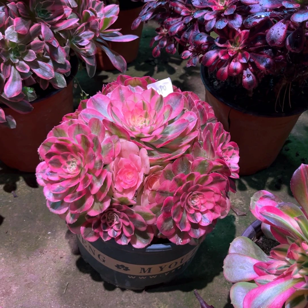 多肉植物倾城1090