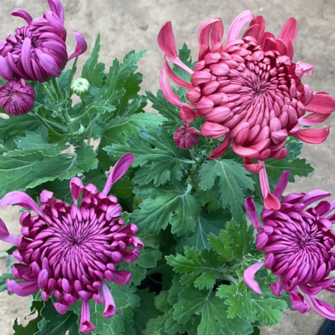 双色红紫绣球菊花