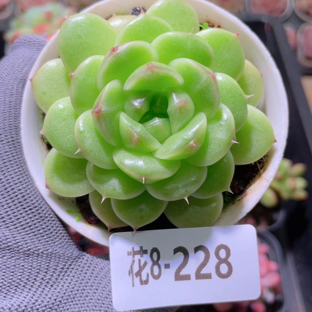 花利美 8-228麦秆