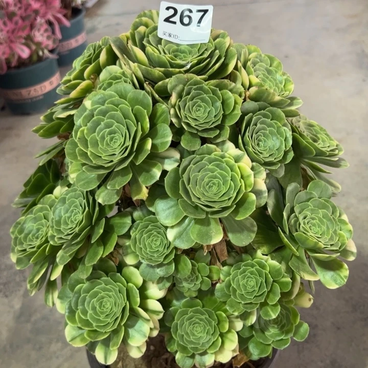 267绿羊绒30厘米左右