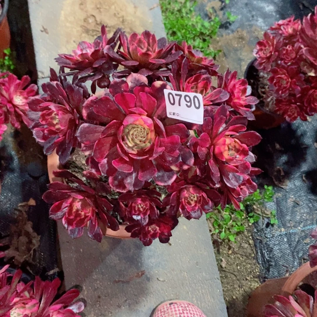 烟花790多肉1111
