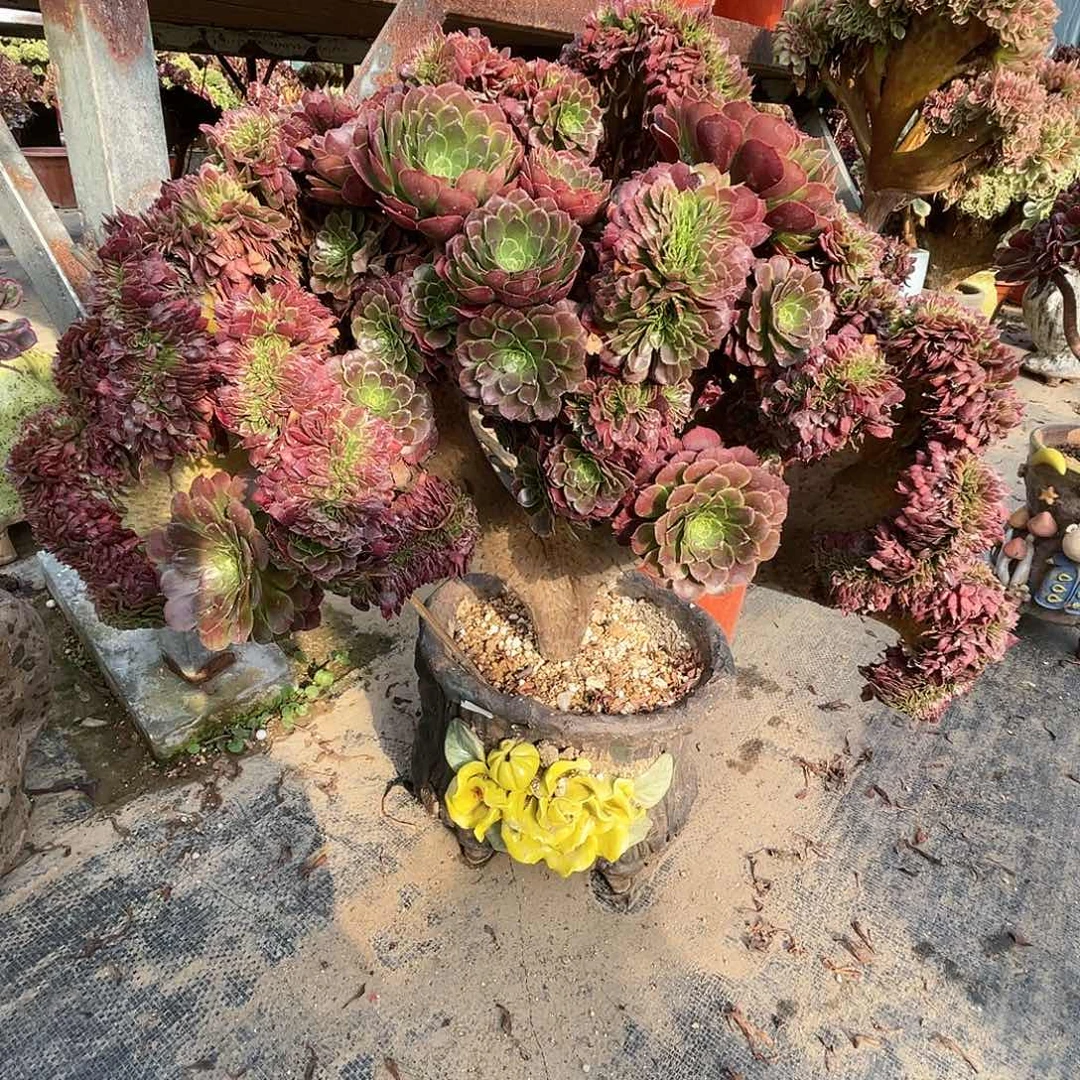 【闪购商品】无花朵黑萝莉