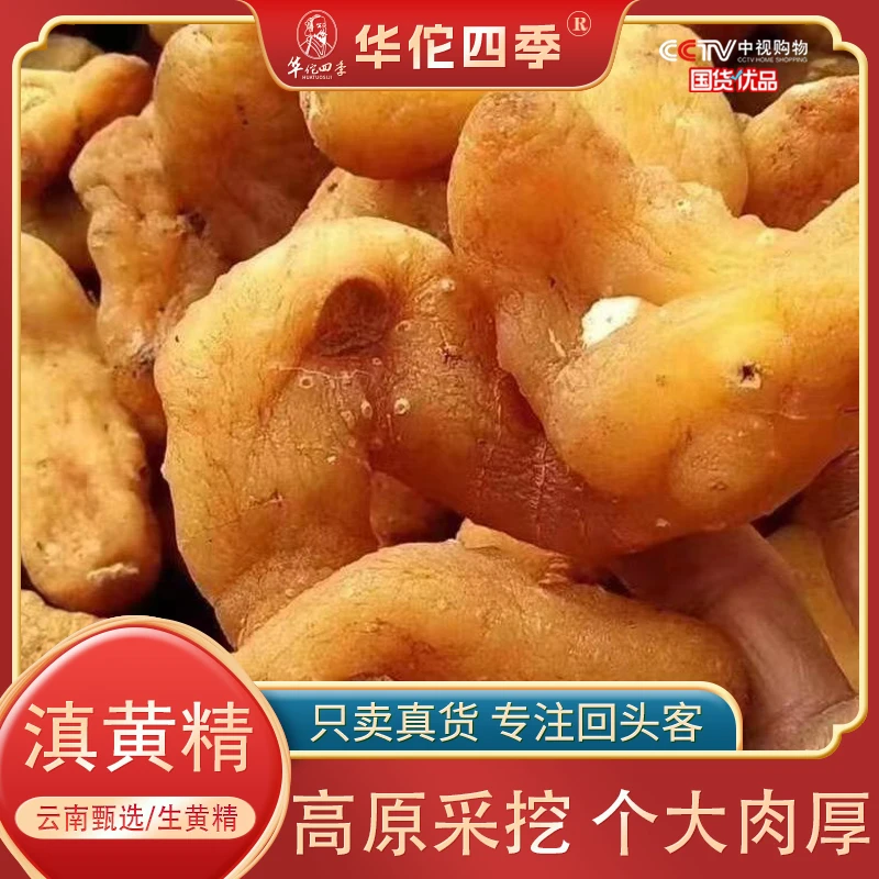 华佗四季黄精 生黄精切片大片个大肉厚 仙人余粮整根 云南滇黄精
