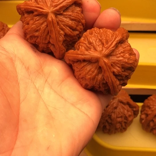 王***力核桃核桃核桃核桃