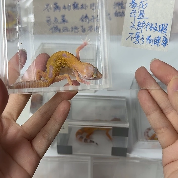 豹纹守宫暴龙，母温