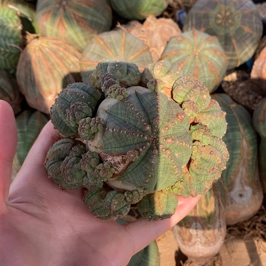 9布纹球精品一物一拍