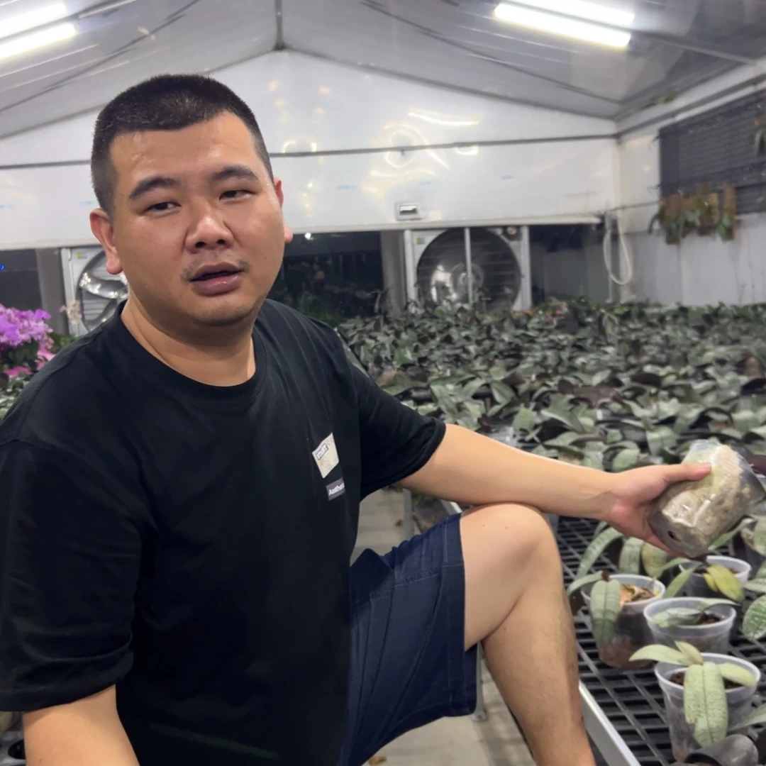 当前无花朵，栽培后可花朵405西雷利两颗 刚换杯