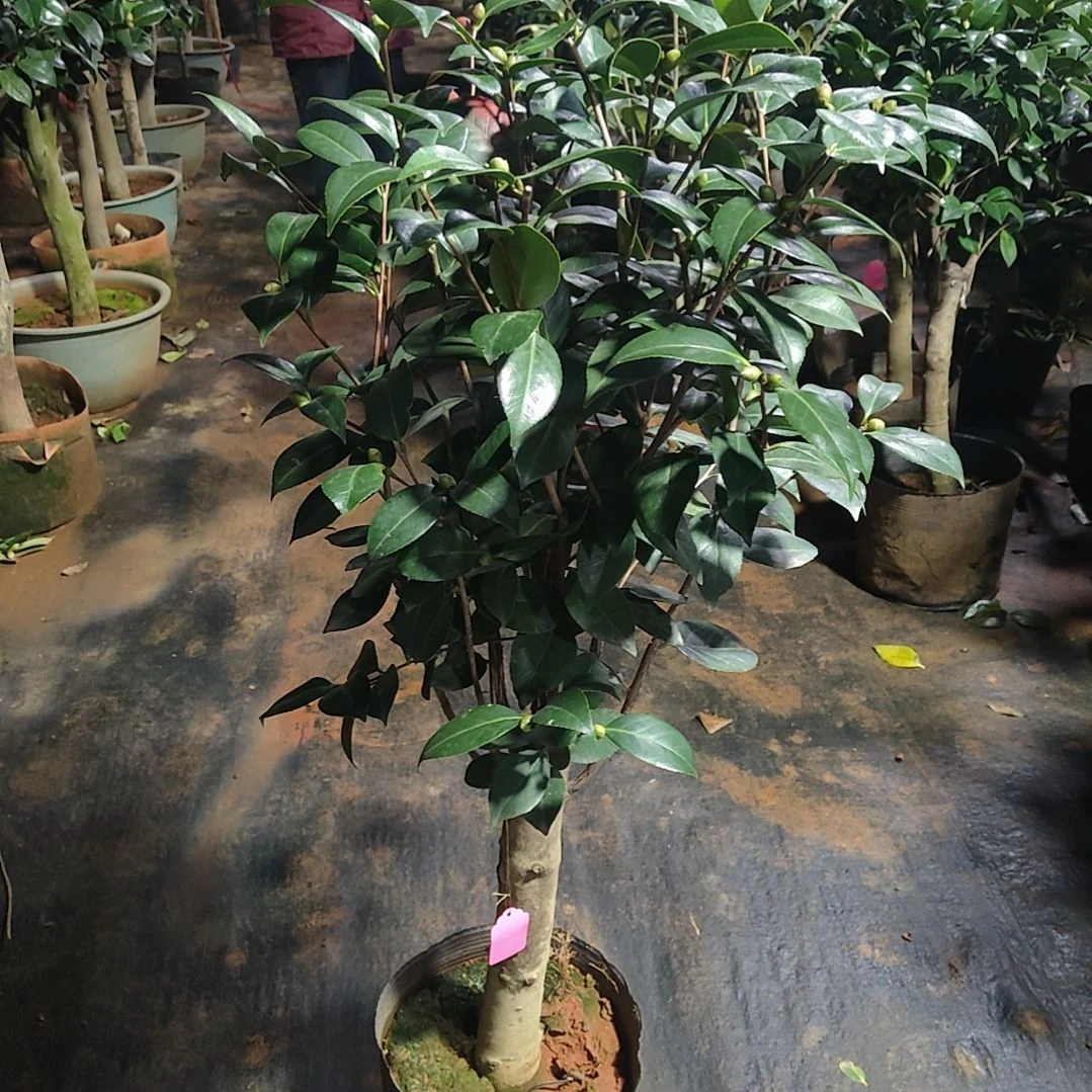 全部花苞迷茫春天不包邮