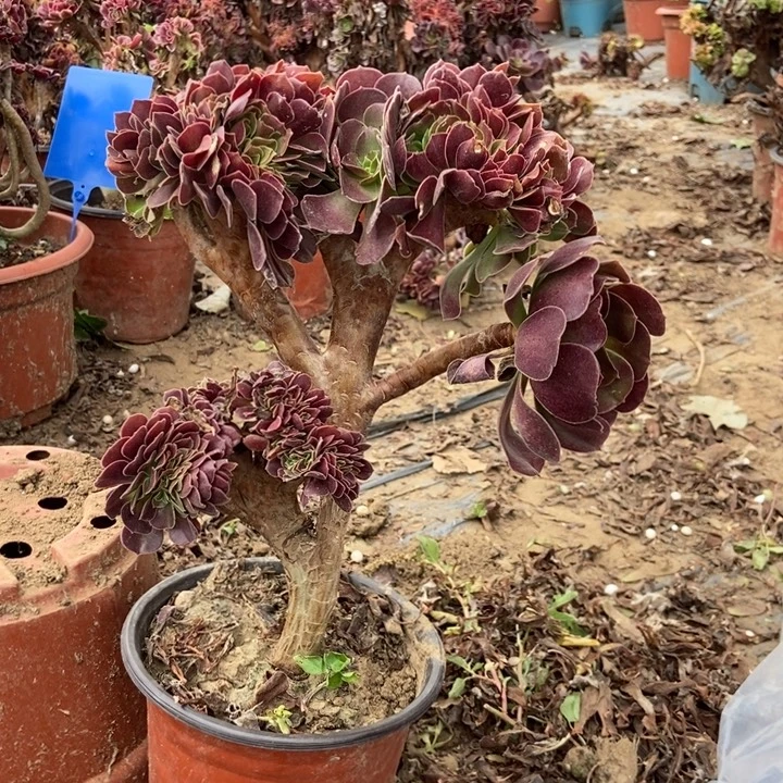 我***行a042欧紫缀化老桩老桩