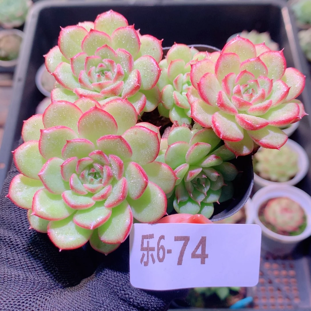 乐然 6-74 新品群 不包整