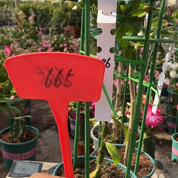 月之桂嫁接086/665