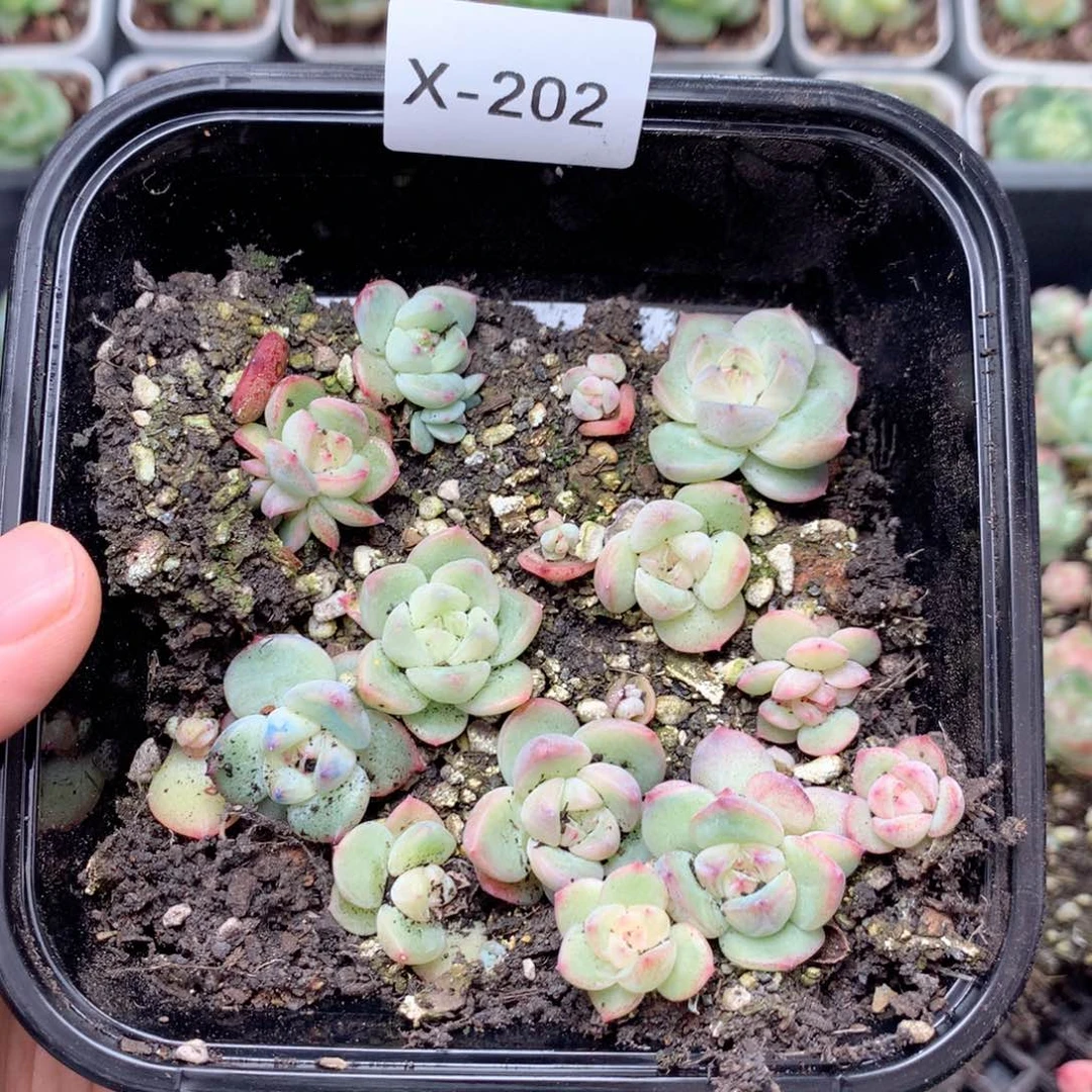 无花朵X202英语英语