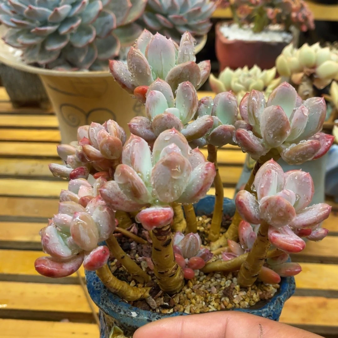 L**y3868866886868686