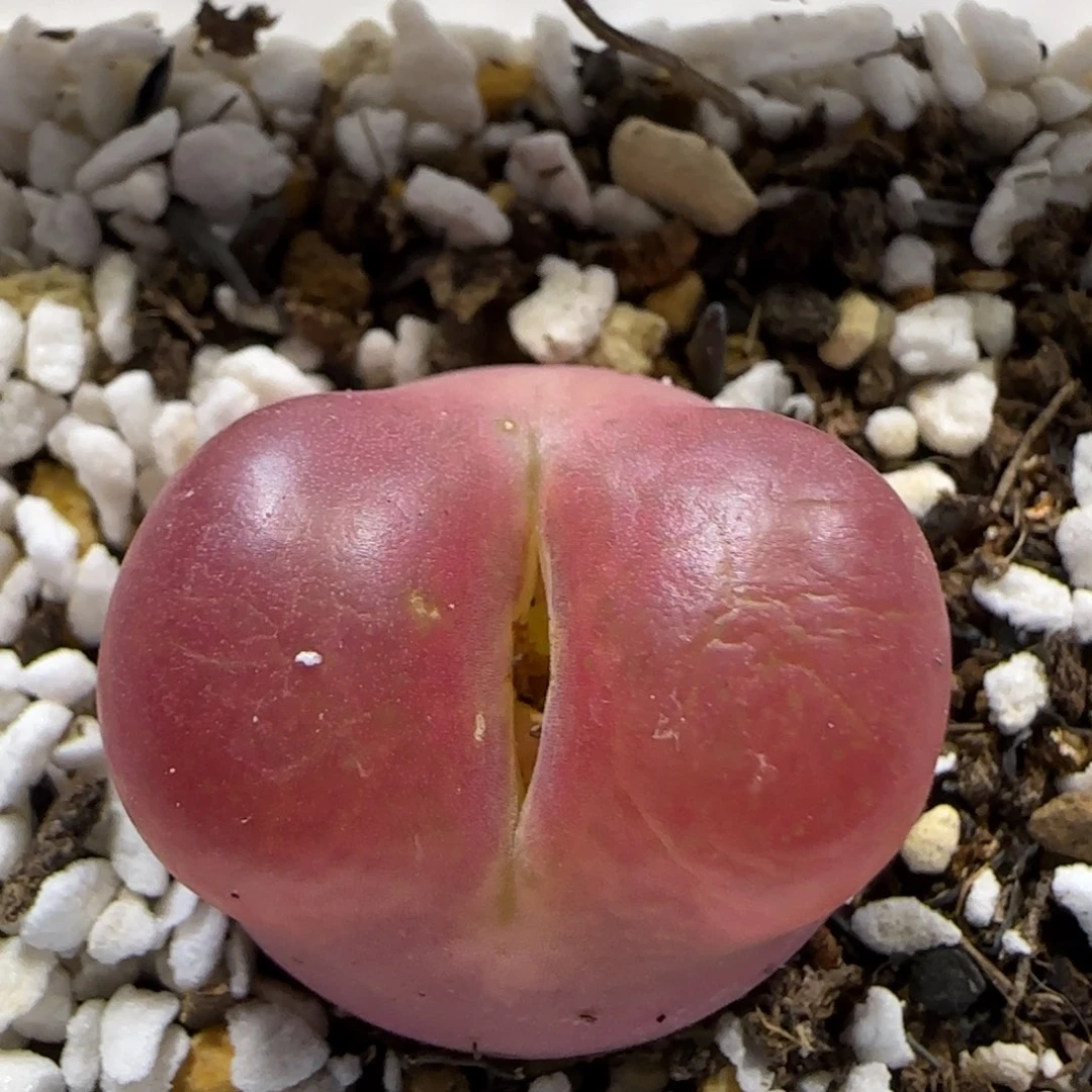 12.29  蟠桃祖宗。 5024