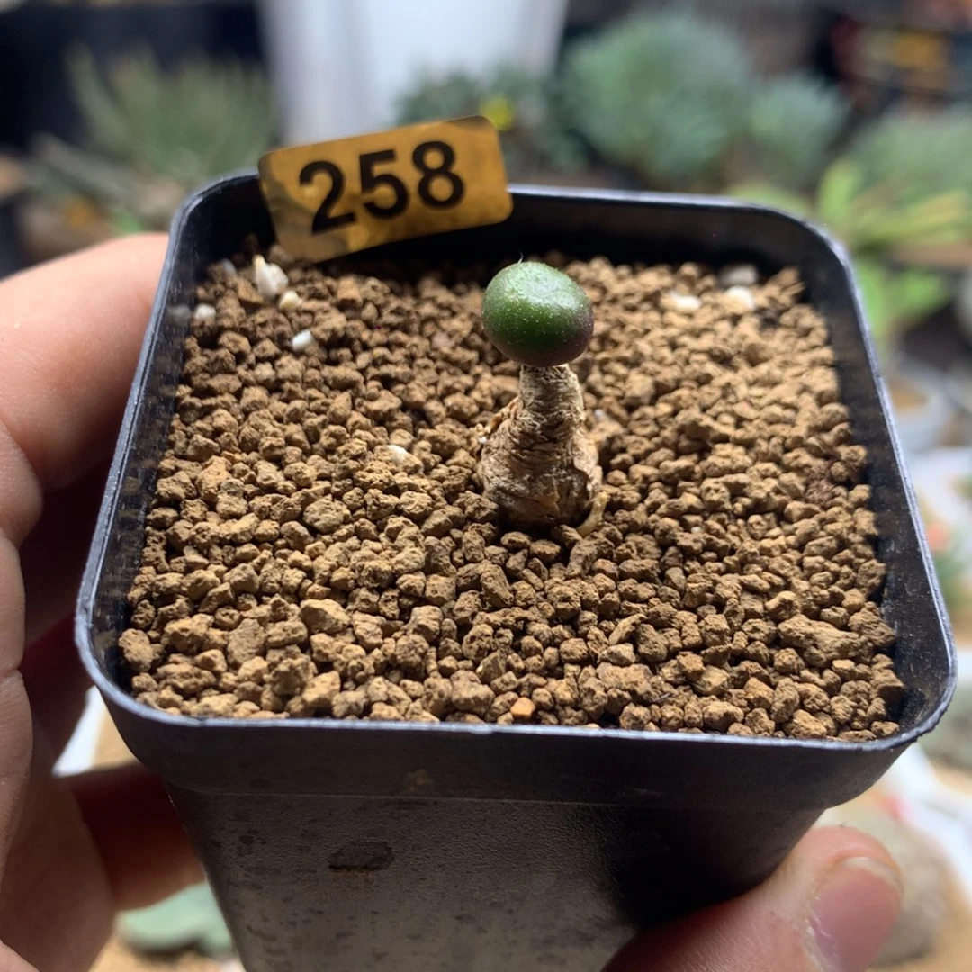 产地欧宝奇峰锦多肉带盆