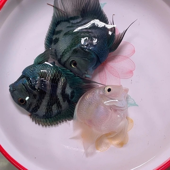 鹦鹉鱼迷你鹦鹉混搭3条