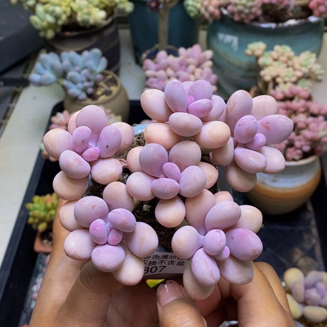 807糖果桃蛋多肉10c m