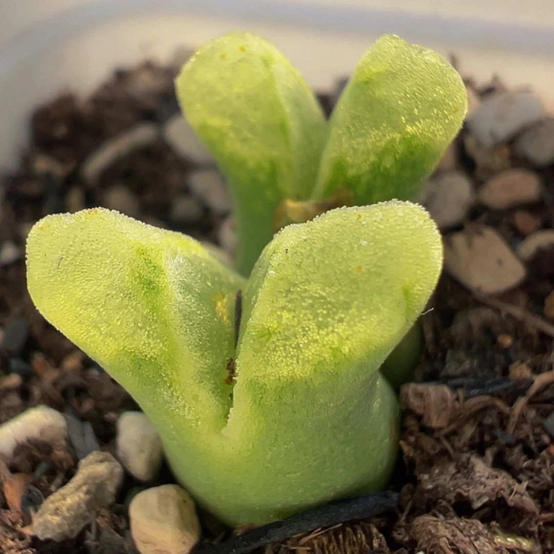 冰奶瓶多肉植物带盆