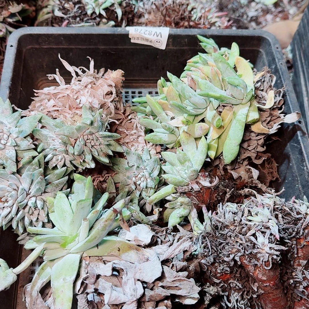 8620瑕疵框拍不售后