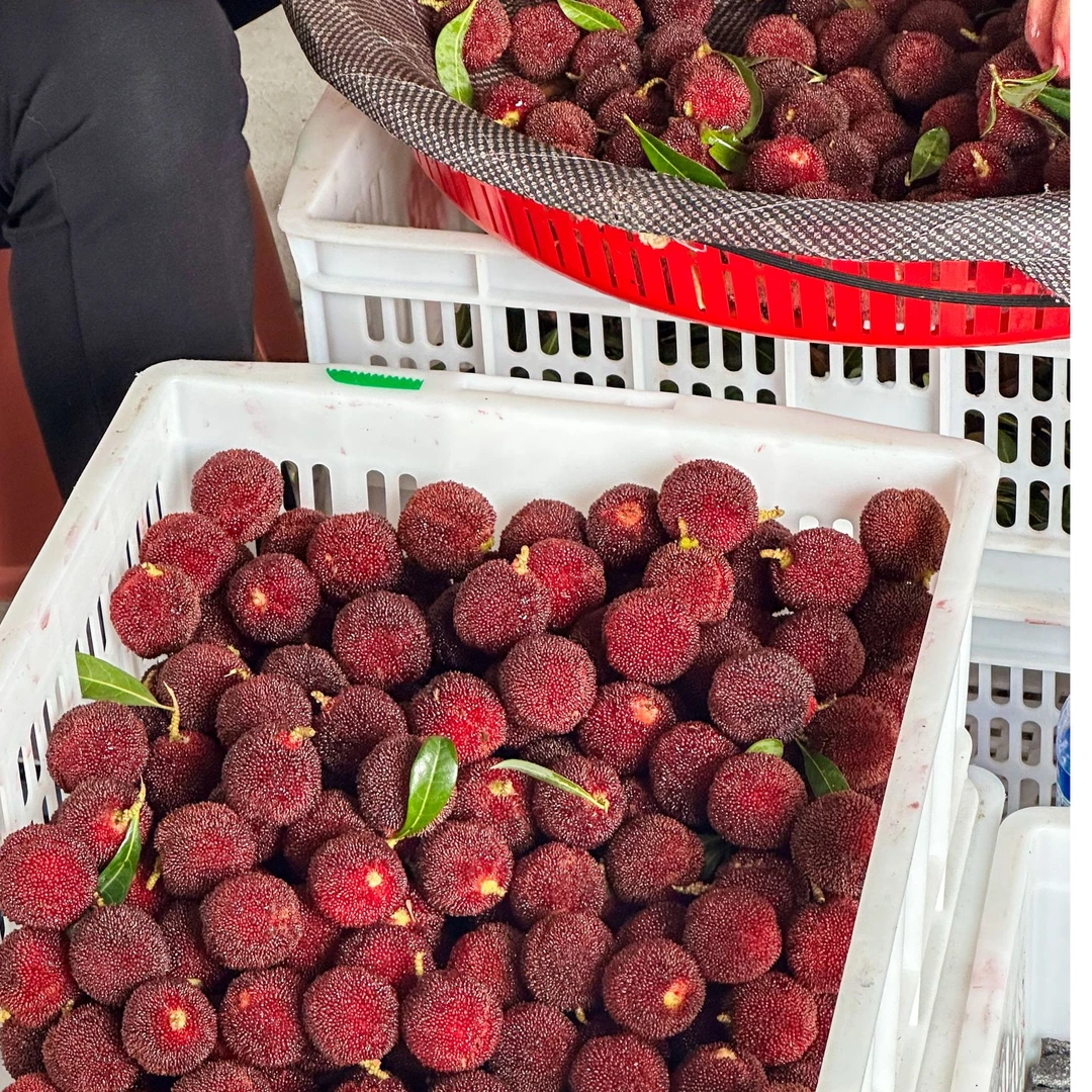 泰顺8A东魁杨梅（颗粒装75颗）大果新鲜现采现发顺丰冷链空运