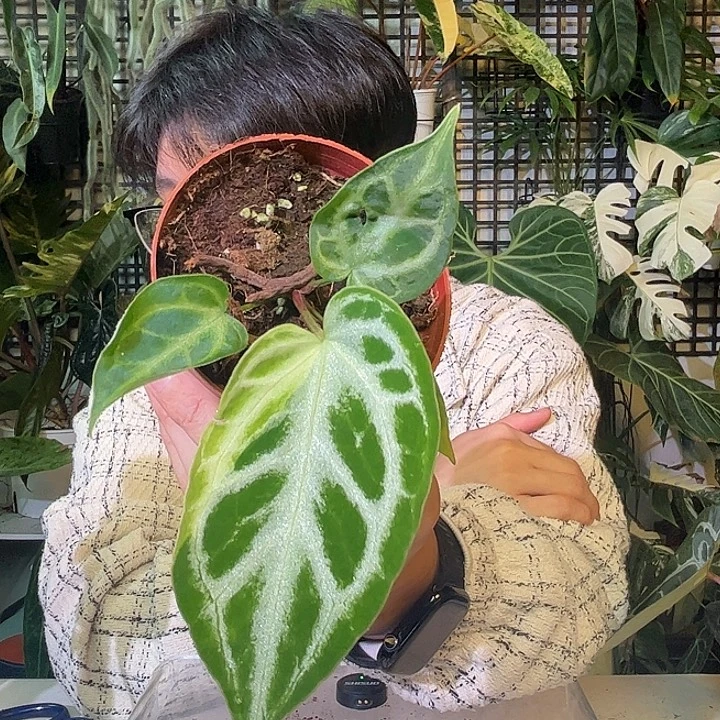 完全开放B26斑块锦